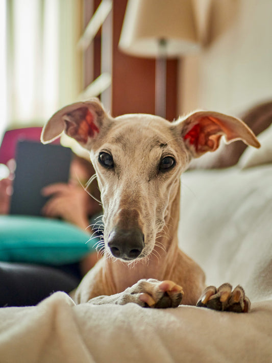 Why Choosing the Right Pet Treats Matters More Than You Think: A Complete Guide for Responsible Pet Owners
