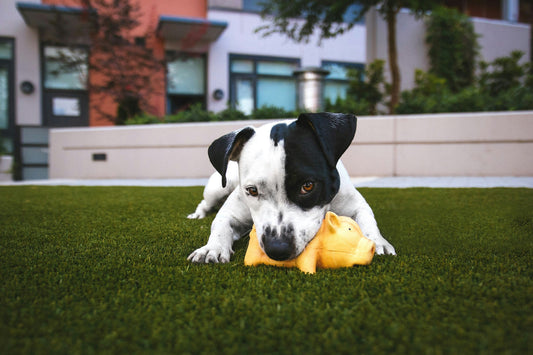 How to Choose the Perfect Toy for Your Dog: A Complete Guide for Happy and Healthy Pets