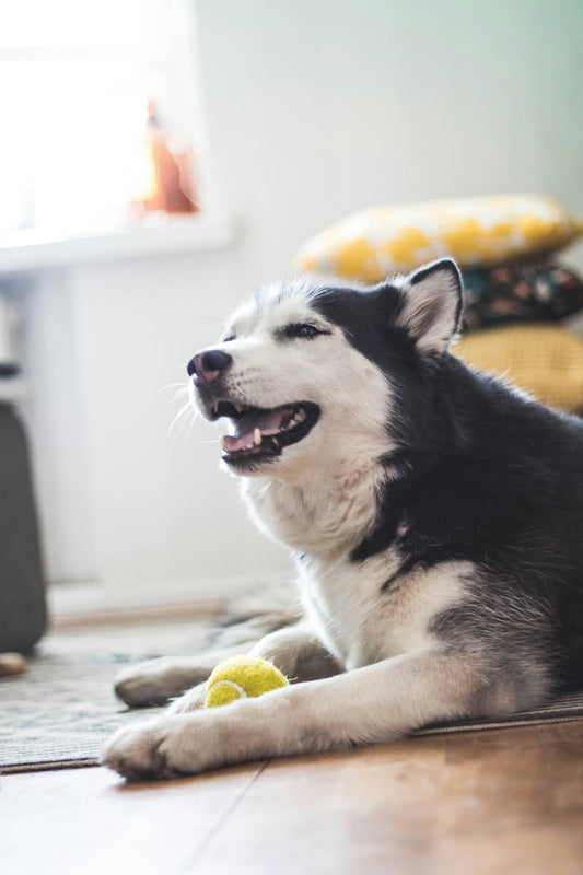 How to Support Your Dog’s Emotional Well-Being Every Day: Building a Healthier and More Balanced Life