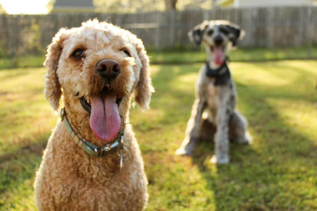 The Importance of Mental Stimulation for Dogs: Supporting Focus, Behavior, and Emotional Balance