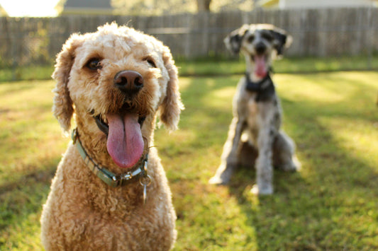 The Importance of Mental Stimulation for Dogs: Supporting Focus, Behavior, and Emotional Balance