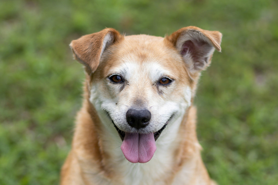How Daily Care Builds Lifelong Trust Between Pets and Their Owners