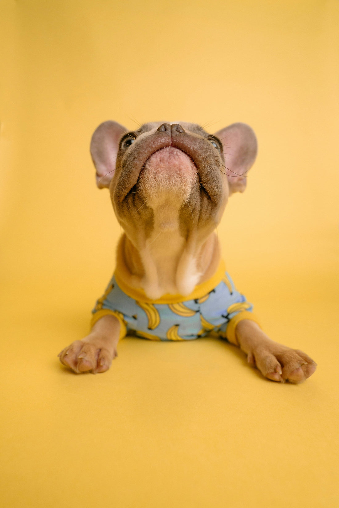 Understanding Your Dog’s Behavior: How to Read, Respond, and Build Better Communication
