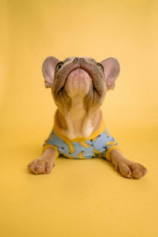 Understanding Your Dog’s Behavior: How to Read, Respond, and Build Better Communication