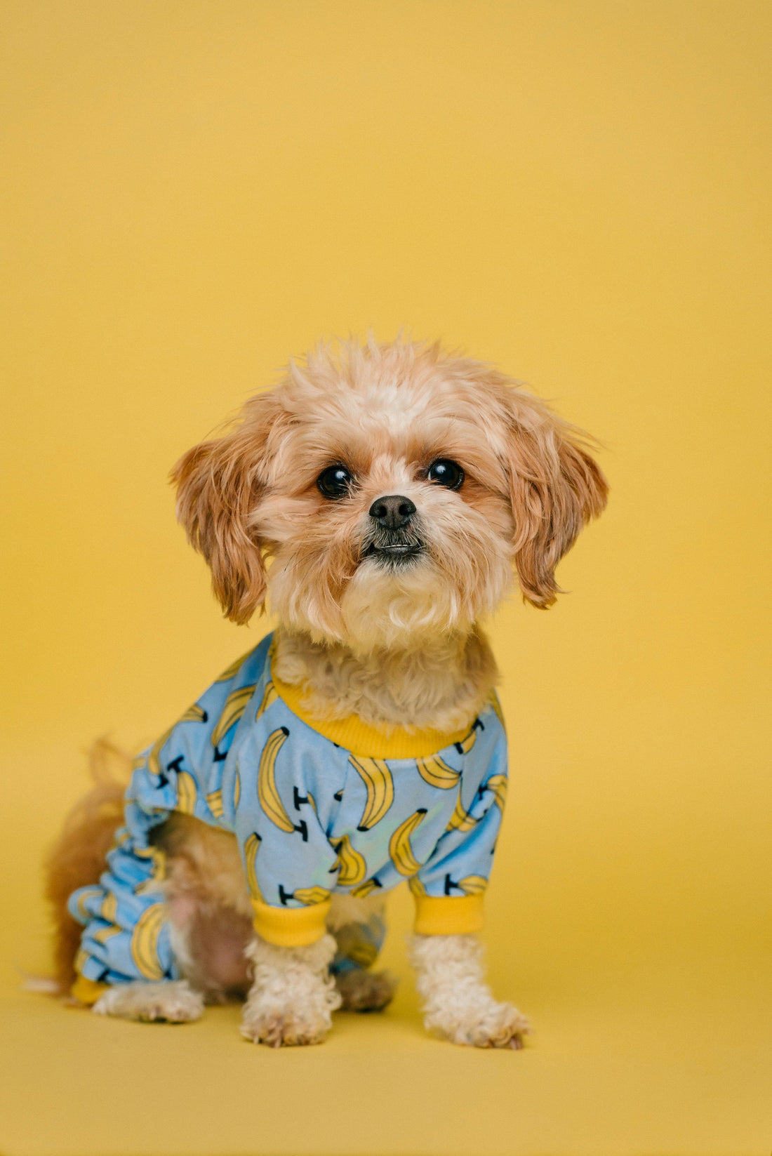 Pet Training Basics: How Proper Training Builds a Well-Behaved and Confident Pet