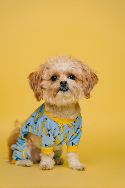 Pet Training Basics: How Proper Training Builds a Well-Behaved and Confident Pet