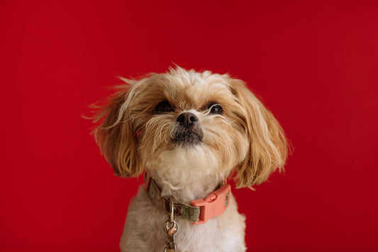 Why Routine Matters for Pets: How Consistent Daily Schedules Build Trust, Reduce Anxiety, and Improve Behavior