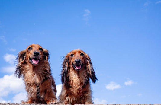 The Role of Sleep in Dog Health: Why Rest Is Essential for Physical and Emotional Well-Being