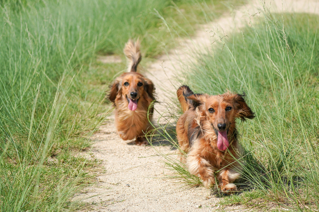 The Importance of Hydration in Dogs: Supporting Vital Functions and Everyday Health
