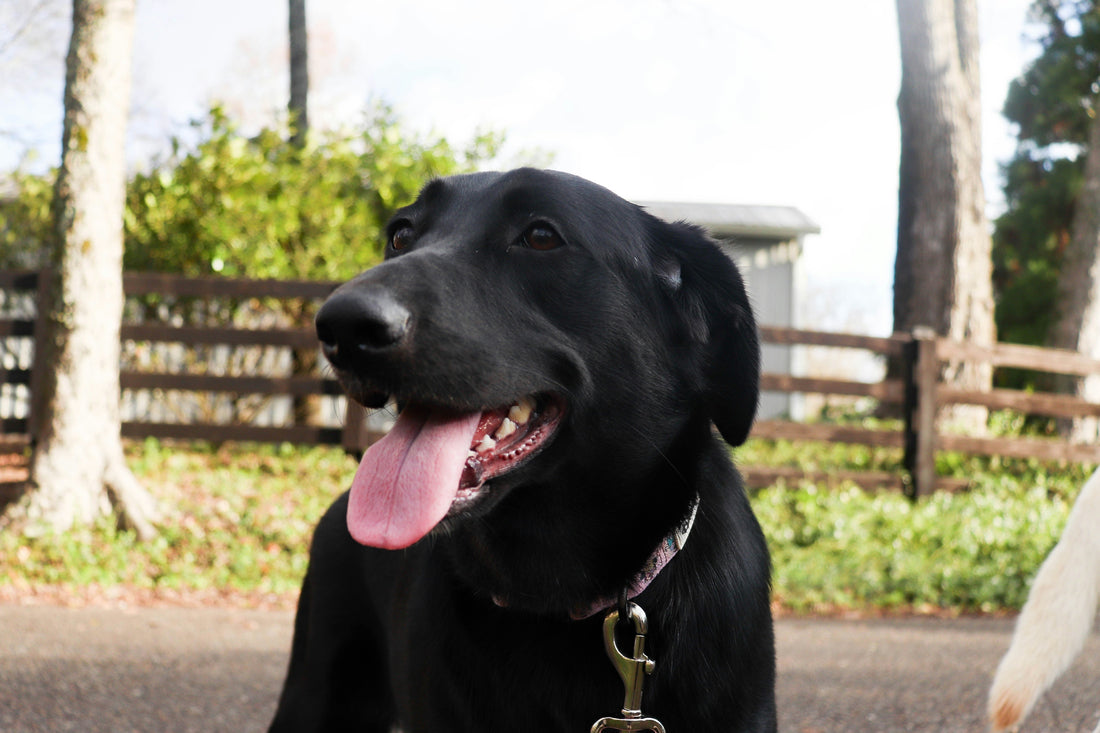 Understanding Pet Allergies: Symptoms, Causes, and How to Help Your Pet