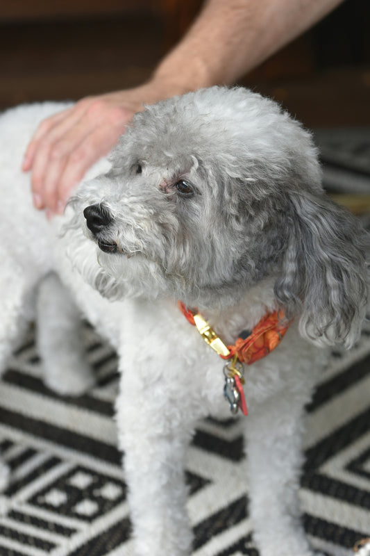 How to Bathe Your Pet at Home: A Complete Guide for Stress-Free Grooming
