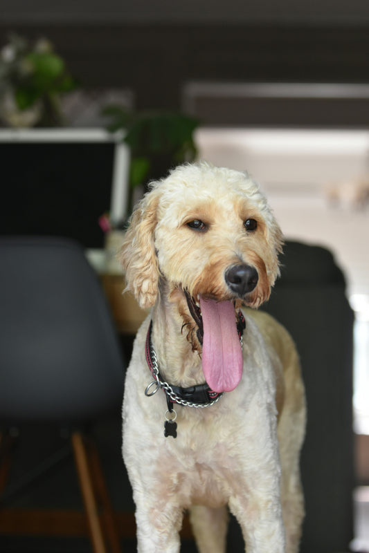 Why Pet Hydration Matters: A Complete Guide to Keeping Your Dog and Cat Properly Hydrated Every Day
