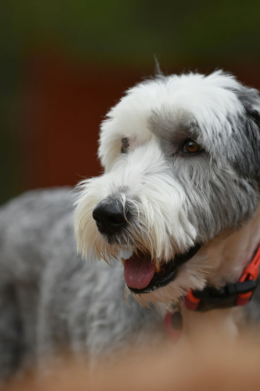 How to Create a Safe and Enriching Home Environment for Your Pet: A Complete Guide for Dog and Cat Owners