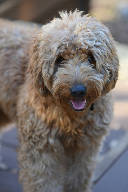How Daily Habits Shape a Pet’s Personality Over Time