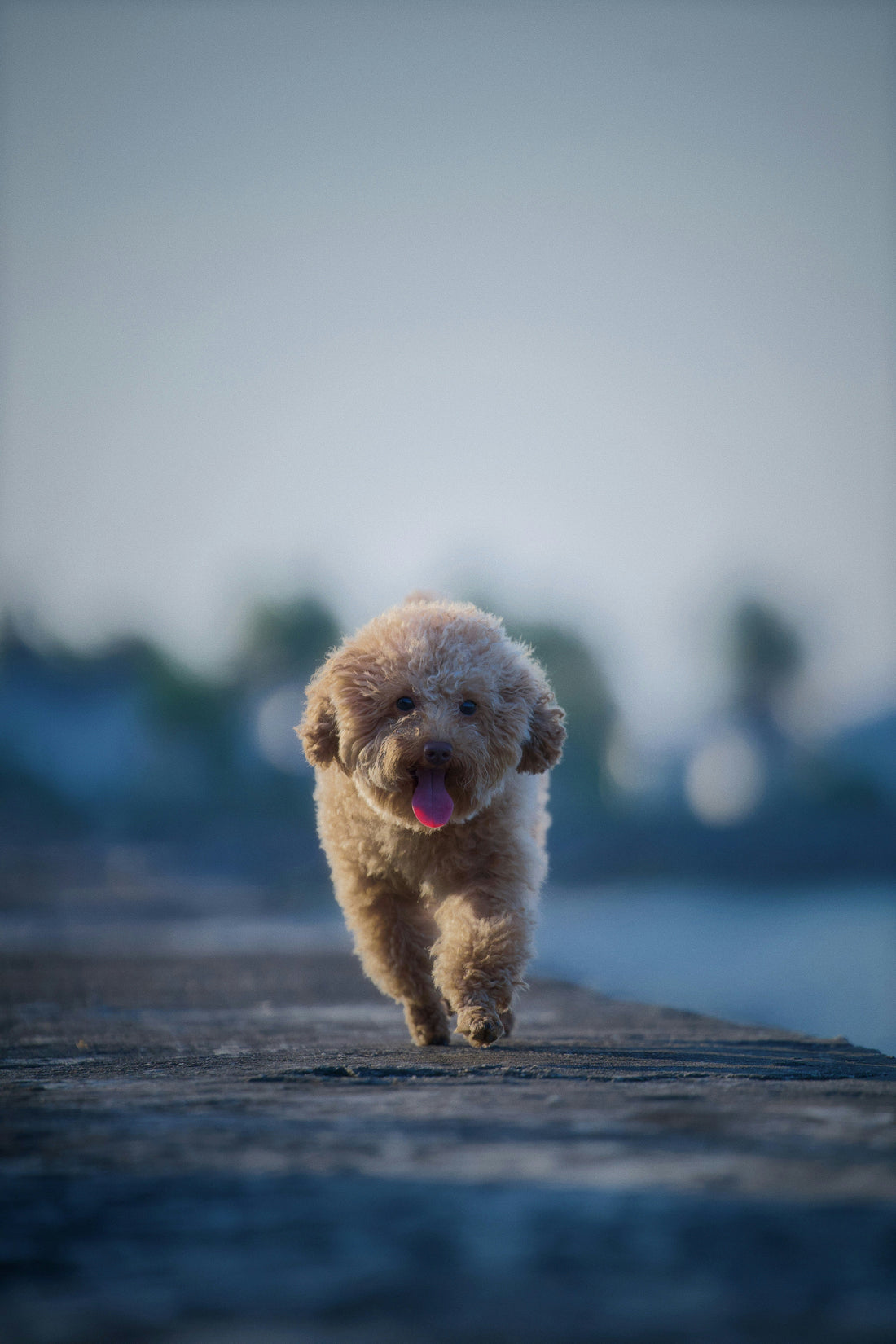 About DearPaw: Our Commitment to Structured Canine Wellness