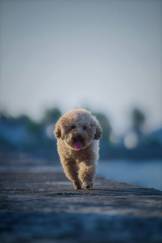 About DearPaw: Our Commitment to Structured Canine Wellness