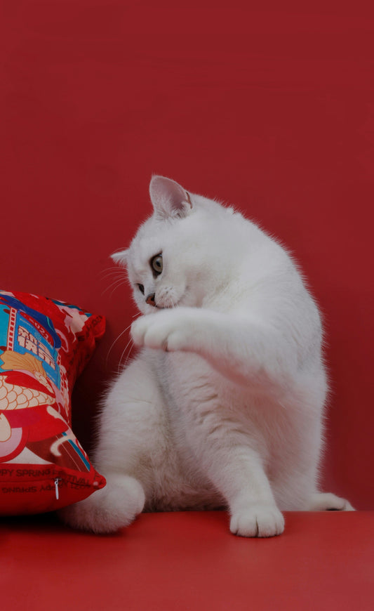 Supporting Your Pet’s Health Every Day: Thoughtful Care Starts at Home