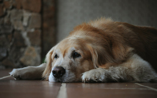 The Best Supplements for Senior Dogs: Supporting Healthy Aging