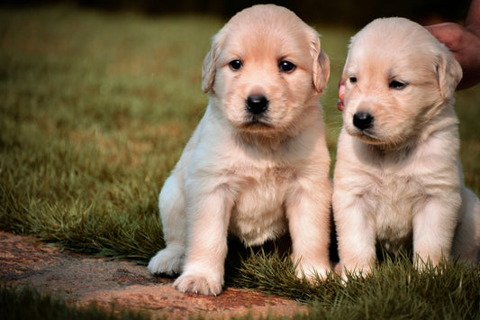 How to Support Your Dog Through Life Changes: Helping Your Dog Adapt with Confidence