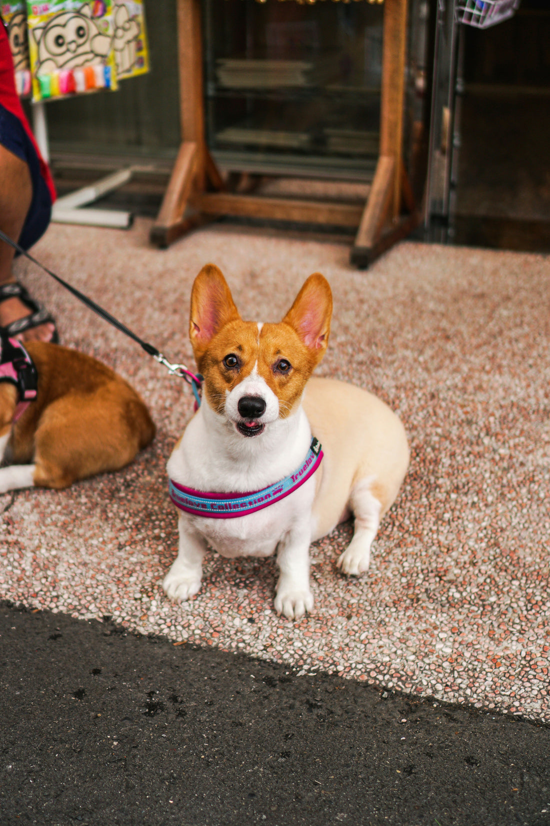 How to Support Your Dog’s Natural Rhythm: Aligning Daily Life With Instinct and Balance