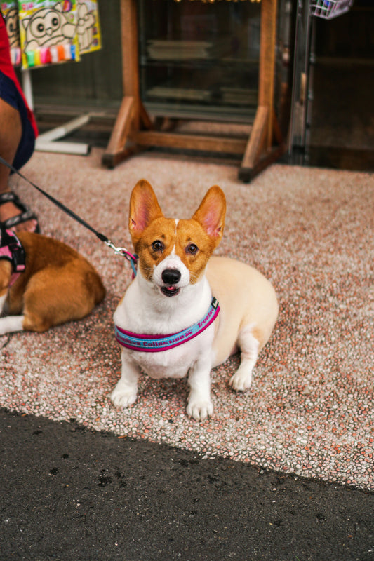 How to Support Your Dog’s Natural Rhythm: Aligning Daily Life With Instinct and Balance