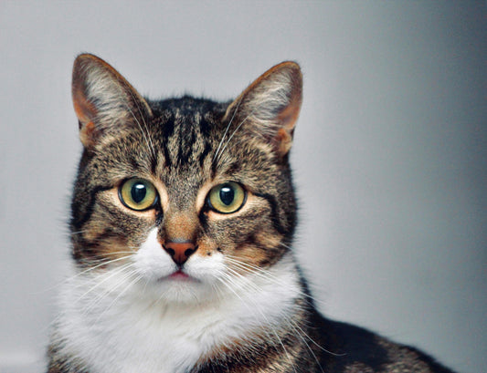 Medication Made Easy: How to Help Your Pet Take Supplements Without Stress
