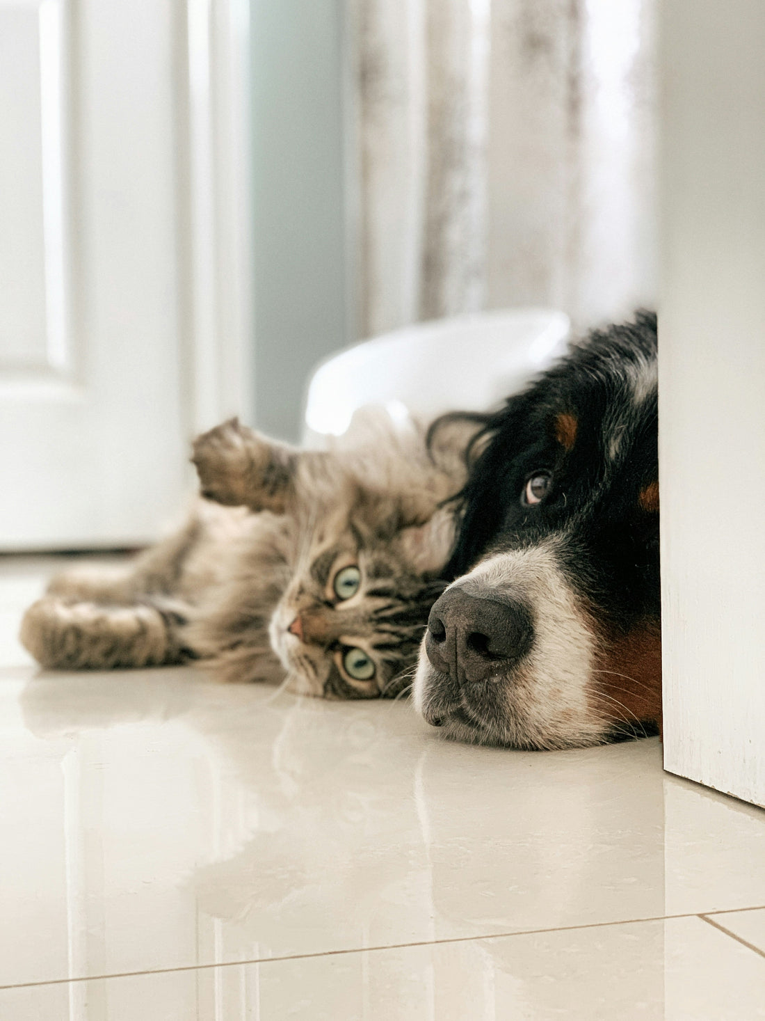 Preventive Pet Care: Small Daily Actions That Make a Big Difference in Long-Term Health