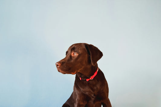 How to Support Your Dog’s Emotional Well-Being: Creating Calm, Confidence, and Security