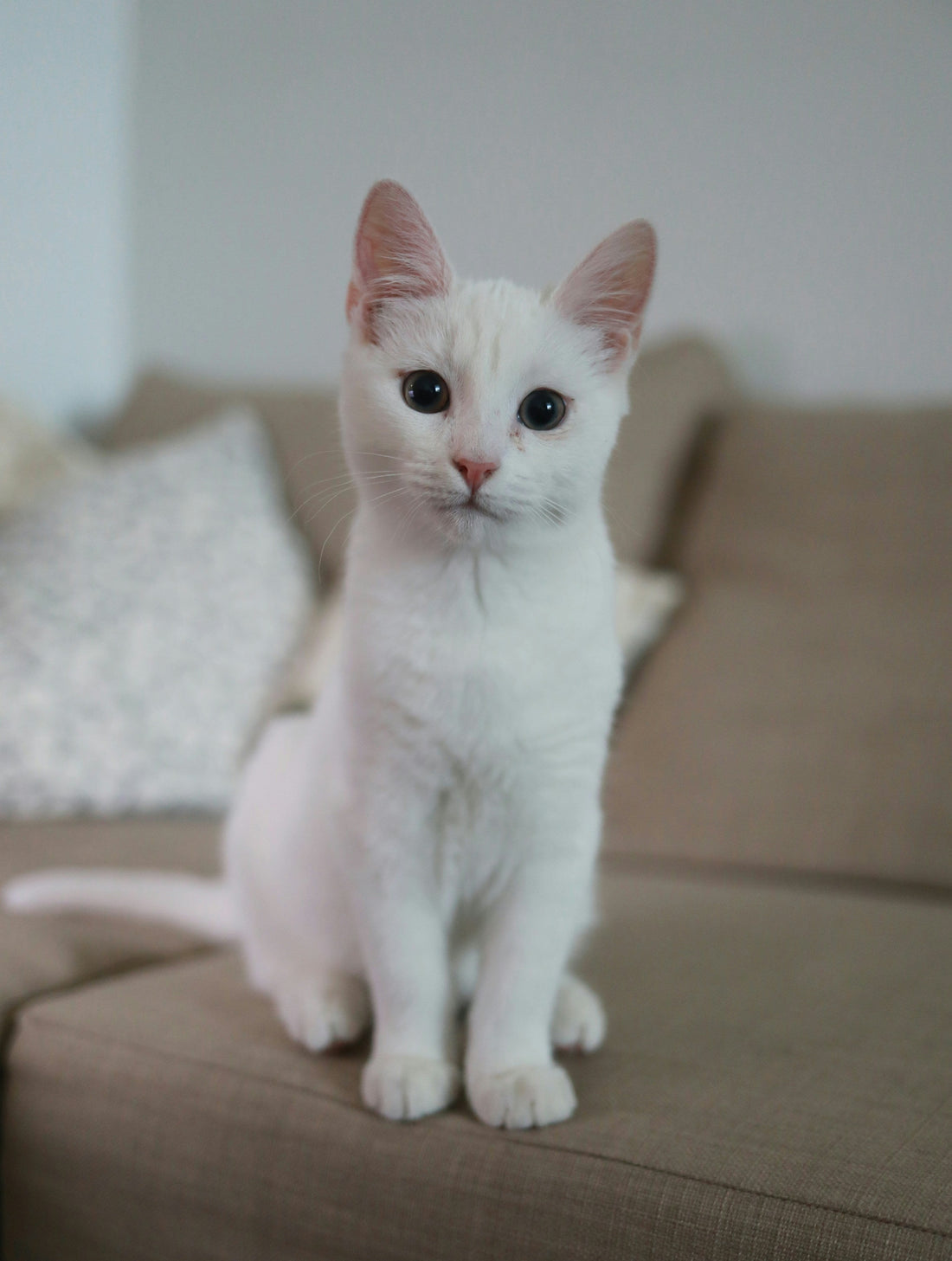 Daily Pet Feeding Routines That Improve Digestion, Reduce Anxiety, and Support Long-Term Health