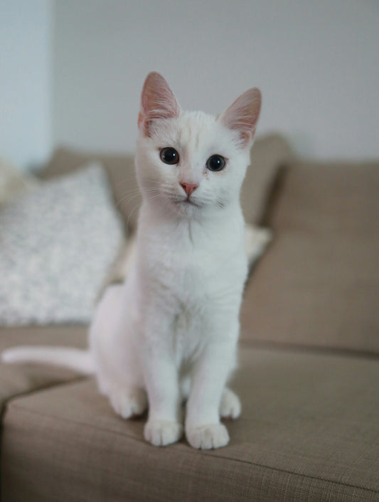 Daily Pet Feeding Routines That Improve Digestion, Reduce Anxiety, and Support Long-Term Health