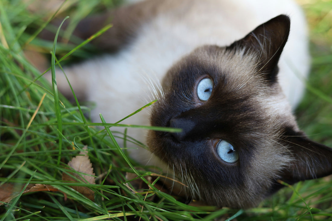Creating a Low-Stress Home Environment for Optimal Dog Wellness