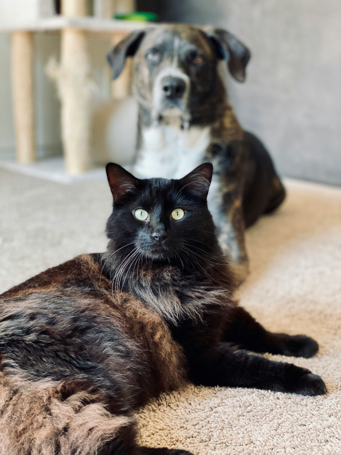 Reducing Separation Anxiety in Pets Through Consistent Daily Routines