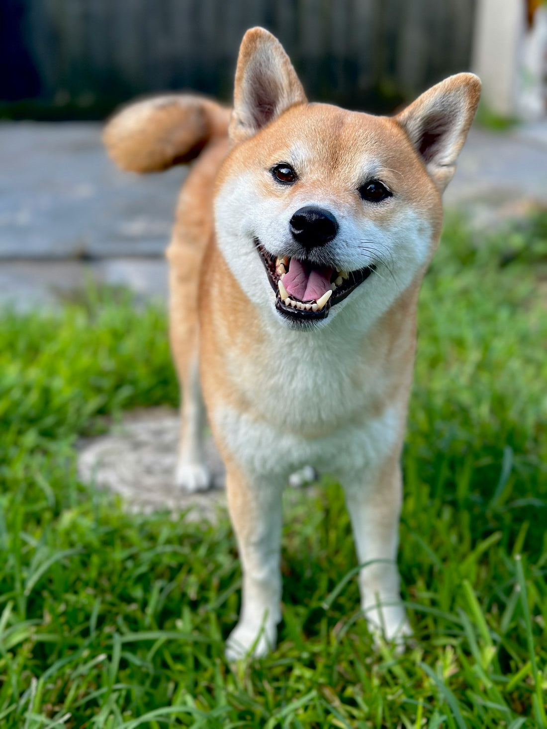 Pet Anxiety and Calming Routines: How to Help Your Pet Feel Safe Every Day