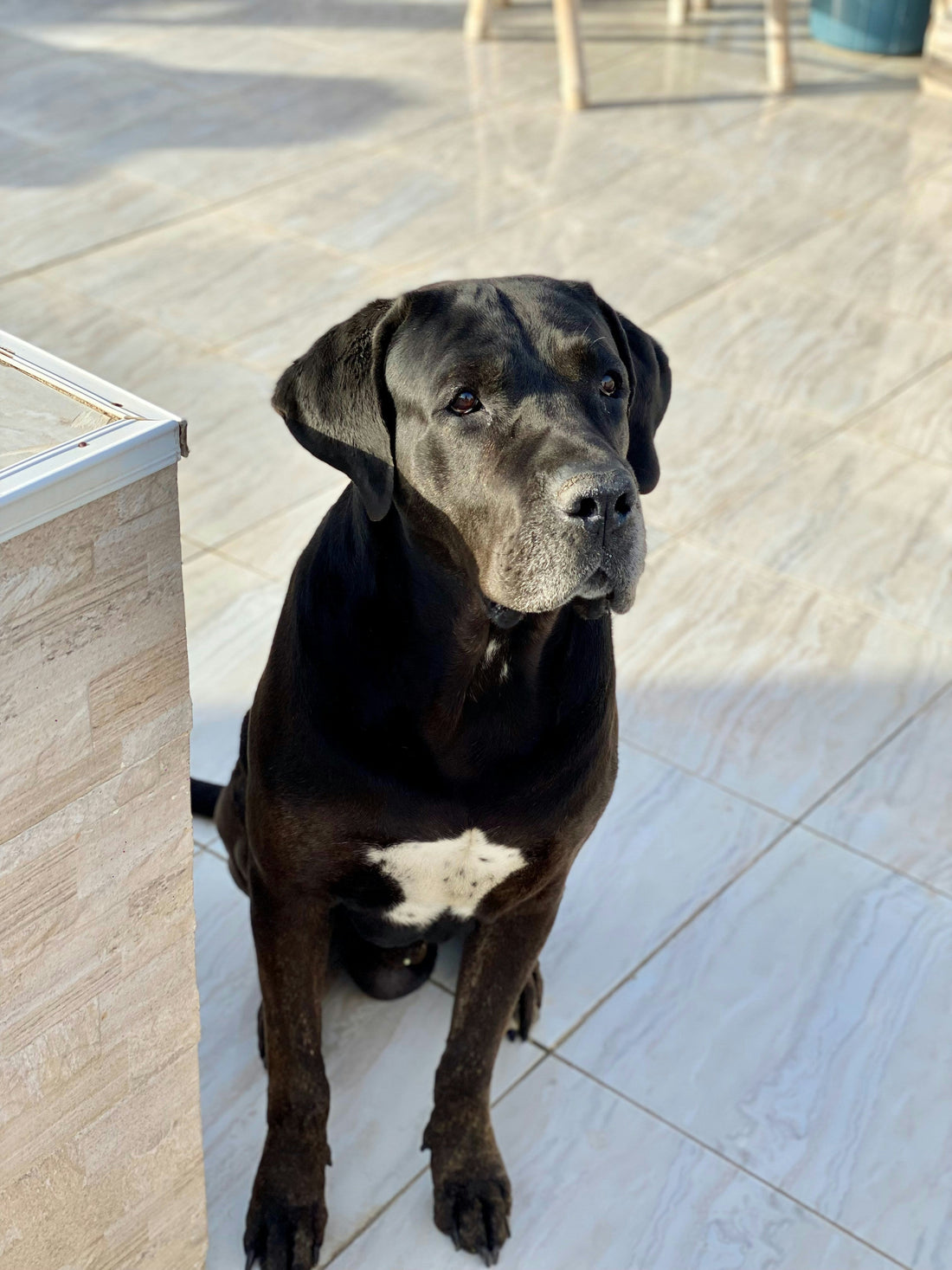 Best Nutrition Tips for Keeping Your Pet Healthy: A Complete Guide for Every Pet Owner