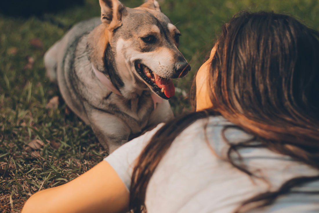 The Science of Rhythm: Why Dogs Thrive on Predictability