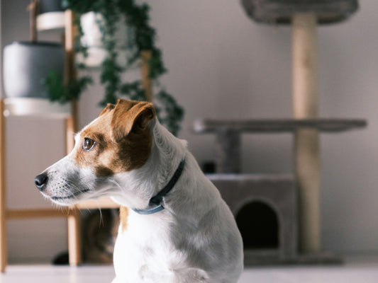 How to Build a Strong Bond with Your Dog: Creating Trust, Connection, and Lifelong Companionship