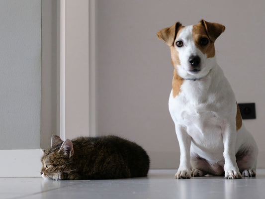 How to Understand and Manage Your Dog’s Energy Levels: Creating Balance for a Healthier Life