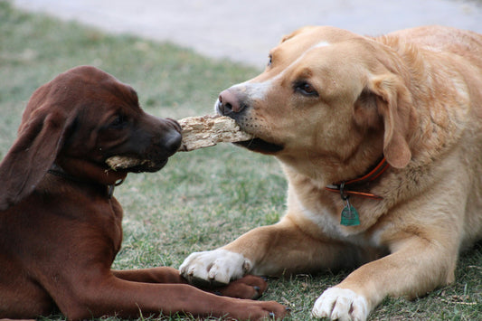 How to Build Emotional Resilience in Dogs: Helping Your Dog Stay Calm Through Life’s Changes