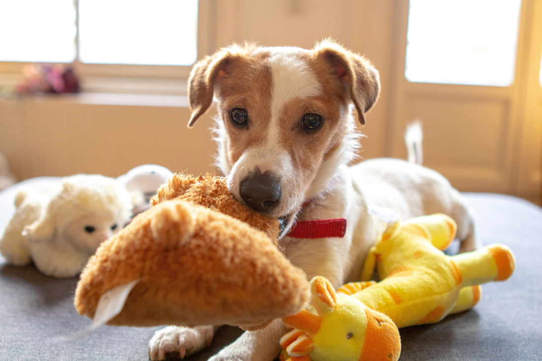 How to Create a Balanced Lifestyle for Your Dog: The Key to Long-Term Health and Happiness