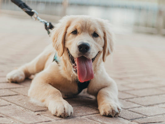 How to Strengthen Your Bond With Your Dog: Building a Deeper, More Meaningful Connection