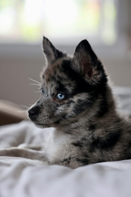 How to Keep Your Pet Active and Healthy: The Ultimate Guide to Exercise and Play