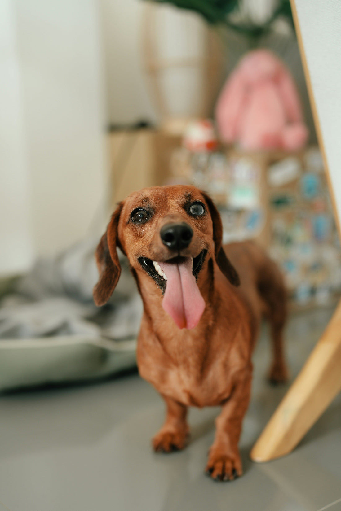 Why Pets Refuse Pills: Understanding Behavior to Create Stress-Free Care