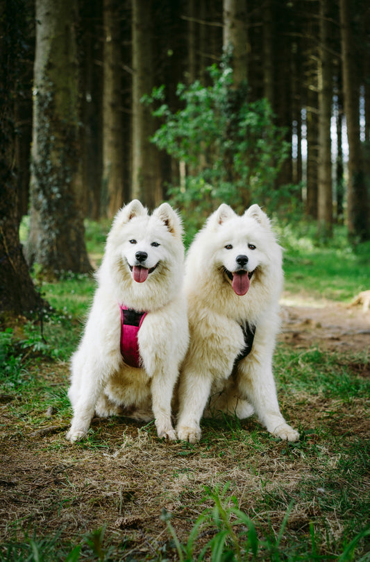 How to Build the Perfect Daily Routine for Your Dog: Creating Stability, Balance, and Long-Term Wellness