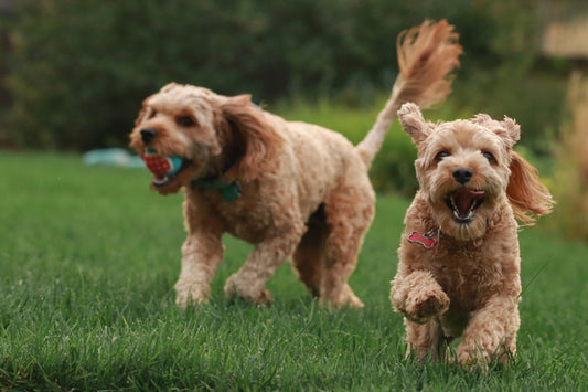 How to Build Healthy Habits for Your Dog: Creating Structure That Lasts a Lifetime
