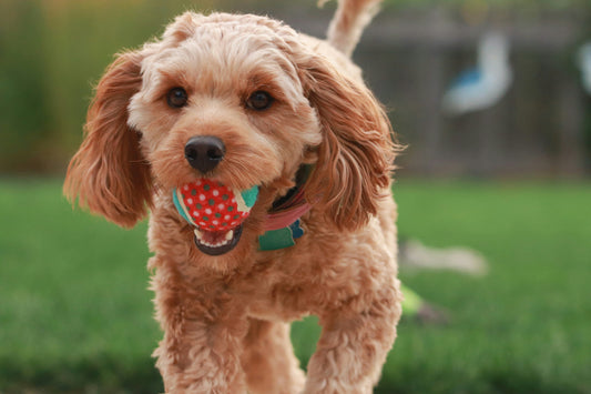 How to Create Predictability in Your Dog’s Life: The Secret to Calm and Confident Behavior
