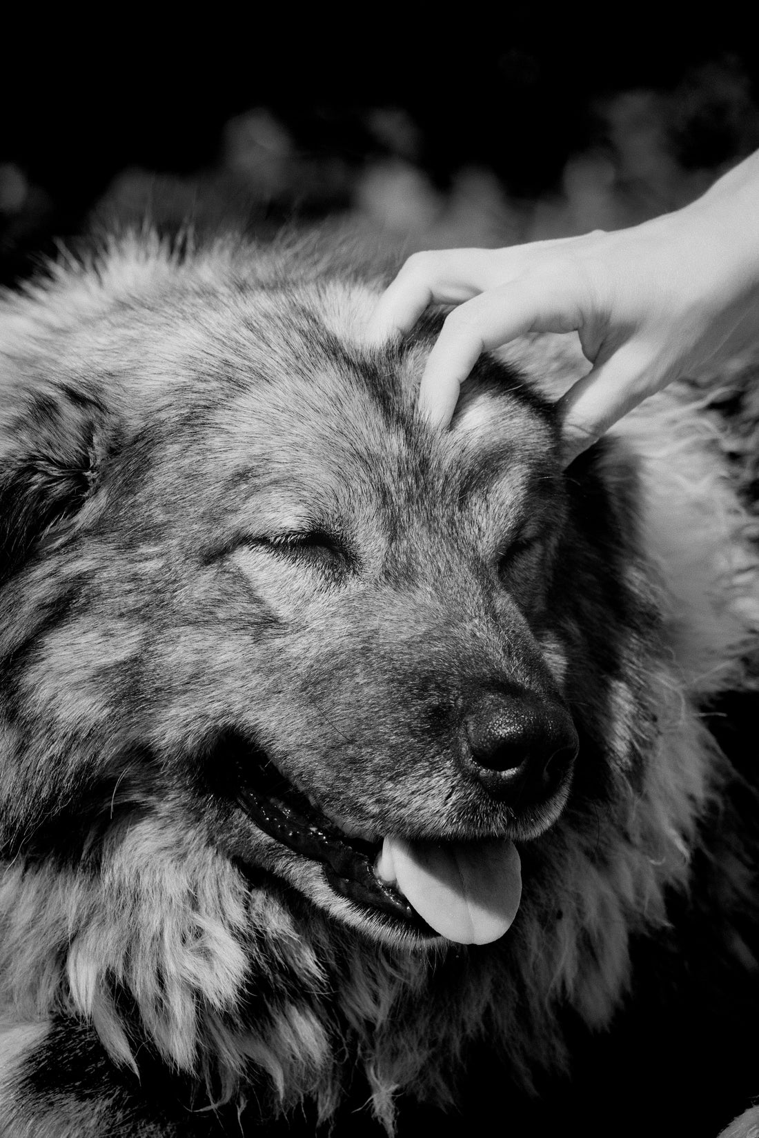 The Perfect Daily Routine for Indoor Dogs: A Complete Guide to Long-Term Health and Balance