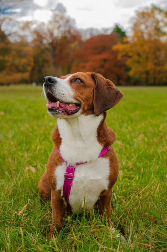 Designing the Ideal Indoor Ecosystem for Modern Dogs