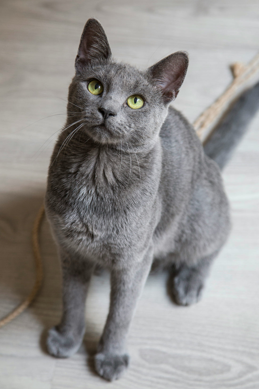 Why Emotional Consistency Matters More Than Perfection in Pet Care