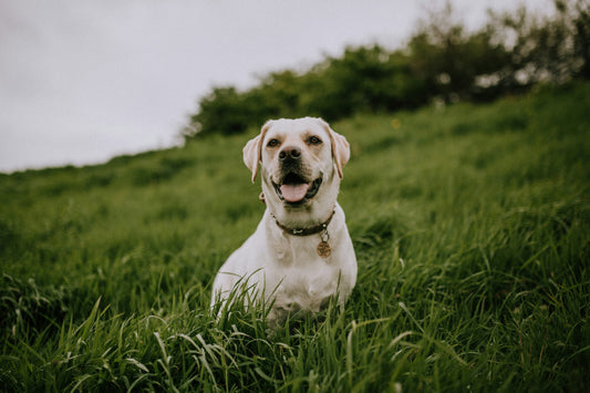 How to Transition Your Pet to a New Diet Without Stress or Digestive Problems