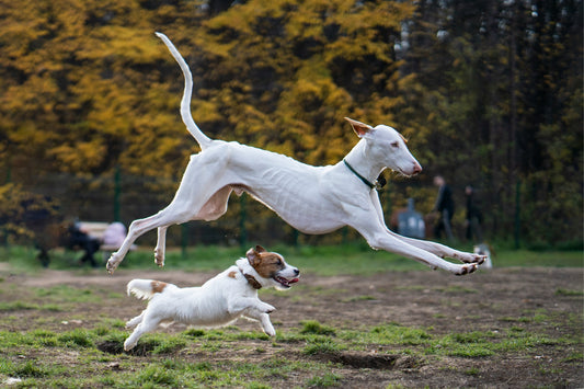 Dog Travel Essentials: How to Prepare Your Dog for Safe and Comfortable Trips